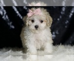 Small #1 Maltipoo (Miniature)