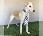 Small #4 Huskies -Labrador Retriever Mix
