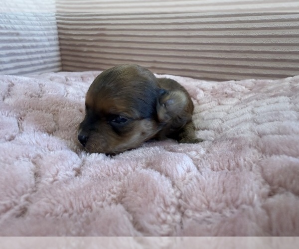 Medium Photo #18 Yorkipoo Puppy For Sale in ARLINGTON, TX, USA