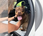 Small #17 American Staffordshire Terrier Mix
