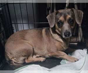 Chiweenie Dogs for adoption in Oakhurst, NJ, USA