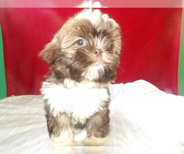 Medium Photo #3 Shih Tzu Puppy For Sale in PATERSON, NJ, USA