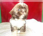 Small #2 Shih Tzu