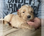 Small Photo #2 Goldendoodle (Miniature) Puppy For Sale in ALBION, NJ, USA