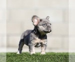 Small French Bulldog