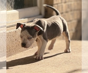 American Bully Puppy for sale in AURORA, CO, USA