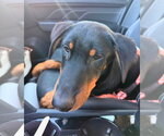 Small Photo #9 Doberman Pinscher Puppy For Sale in Buffalo, MN, USA