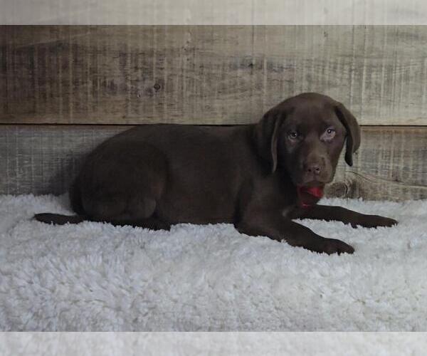 Medium Photo #5 Labrador Retriever Puppy For Sale in JASONVILLE, IN, USA