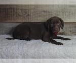 Small #4 Labrador Retriever