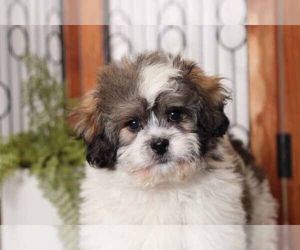 Medium Photo #2 Zuchon Puppy For Sale in NAPLES, FL, USA