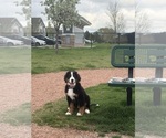 Small Bernese Mountain Dog