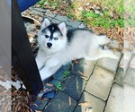 Small Photo #2 Pomsky Puppy For Sale in CARY, NC, USA