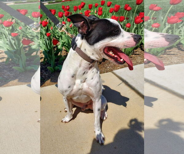 Medium Photo #26 Rat Terrier-Unknown Mix Puppy For Sale in Columbus, IN, USA