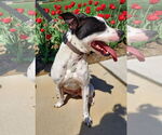 Small #25 Rat Terrier Mix