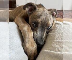 American Pit Bull Terrier-Unknown Mix Dogs for adoption in Oklahoma City, OK, USA
