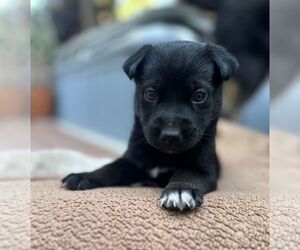 Mutt Dogs for adoption in Fremont, CA, USA