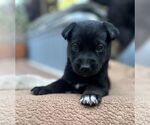 Small Mutt