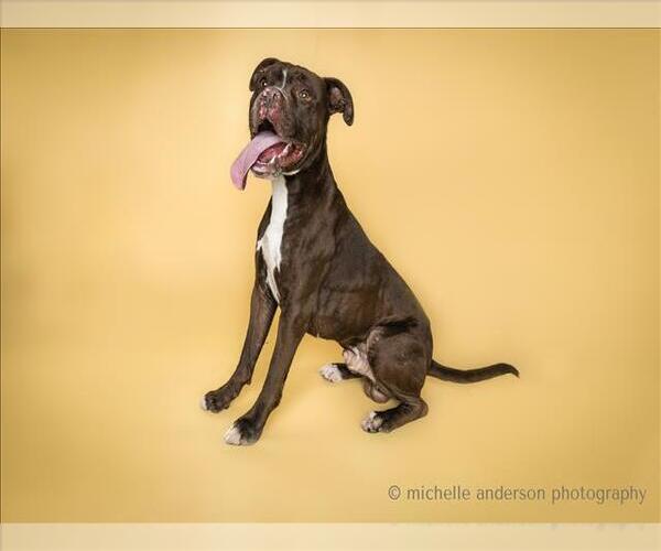 Medium Photo #2 Bullboxer Pit Puppy For Sale in Corona, CA, USA