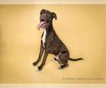 Small #1 Bullboxer Pit