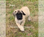 Small #12 Mastiff