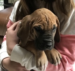 Great Dane Puppy for sale in BINGHAMTON, NY, USA
