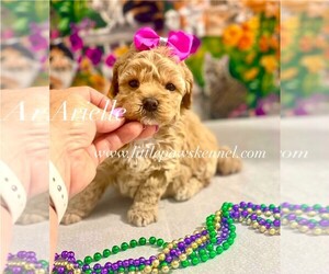 Maltipoo (Toy) Puppy for sale in WINNSBORO, LA, USA