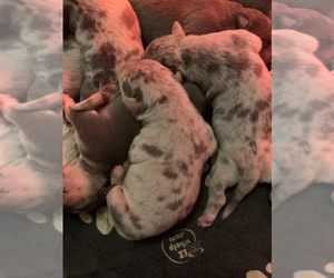 American Bully Puppy for sale in Mississauga, Ontario, Canada