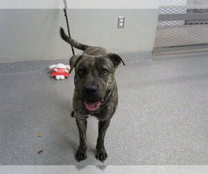 American Pit Bull Terrier-Unknown Mix Dogs for adoption in Pasadena, TX, USA