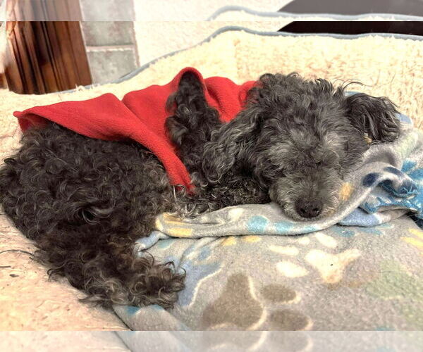 Medium Photo #13 Shih Tzu-Unknown Mix Puppy For Sale in Boonton, NJ, USA