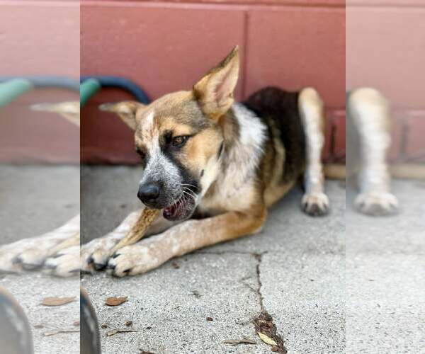 Medium Photo #3 Mutt Puppy For Sale in Paso Robles, CA, USA
