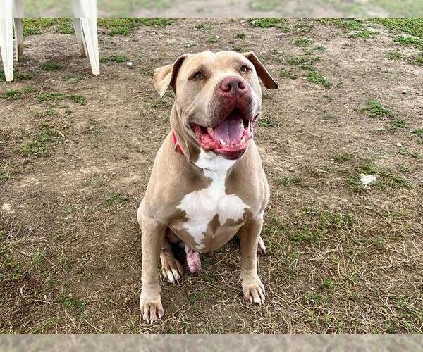 Medium Photo #1 American Pit Bull Terrier Puppy For Sale in Orange, CA, USA