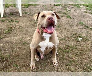 American Pit Bull Terrier Dogs for adoption in Orange, CA, USA