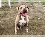 Small American Pit Bull Terrier
