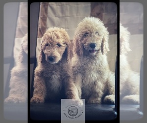 Goldendoodle Puppy for sale in MARYVILLE, MO, USA