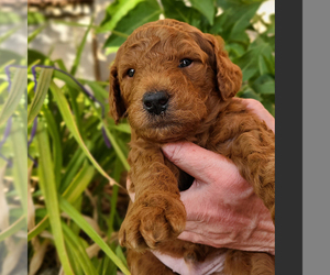 Goldendoodle (Miniature) Puppy for sale in ROY, UT, USA