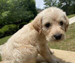 Small Photo #3 Labradoodle Puppy For Sale in CHELSEA, AL, USA