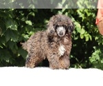 Small #23 Poodle (Miniature)