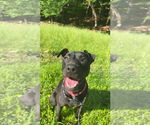 Small Photo #6 American Pit Bull Terrier-Mountain Cur Mix Puppy For Sale in Calhoun, GA, USA