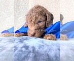 Small Photo #2 Goldendoodle Puppy For Sale in RUSKIN, FL, USA