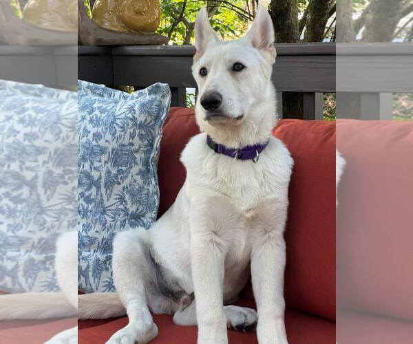 Medium Photo #6 Mutt Puppy For Sale in Tenafly, NJ, USA