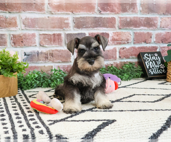 Medium Photo #4 Schnauzer (Miniature) Puppy For Sale in SYRACUSE, IN, USA