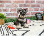 Small Photo #4 Schnauzer (Miniature) Puppy For Sale in SYRACUSE, IN, USA