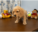 Small #6 Cocker Spaniel