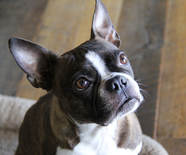 Medium Photo #1 Boston Terrier Puppy For Sale in ELLENSBURG, WA, USA
