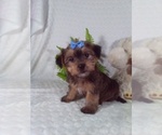 Small #8 Shorkie Tzu