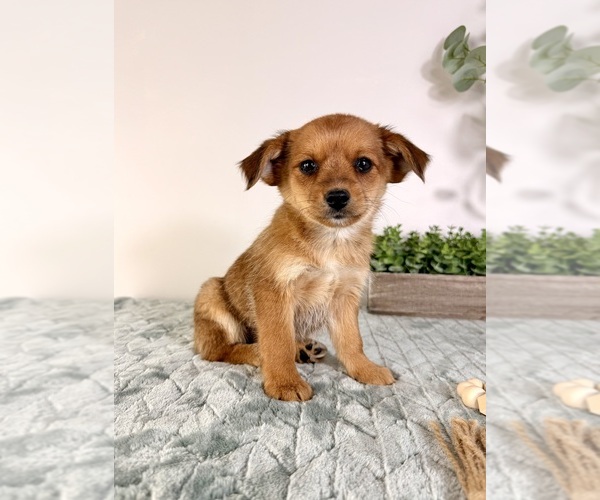 Medium Photo #19 Chi-Corgi Puppy For Sale in GREENFIELD, IN, USA