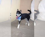 Small #1 Siberian Husky Mix