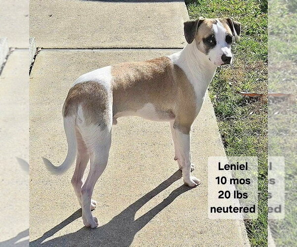 Medium Photo #3 Cheagle Puppy For Sale in Virginia Beach, VA, USA