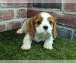 Small #9 Cavalier King Charles Spaniel