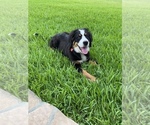 Small Photo #5 Bernese Mountain Dog Puppy For Sale in RICHMOND, TX, USA